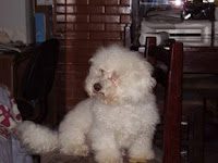 El nuevo look de sponky